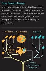 When Were Archaea Discovered?