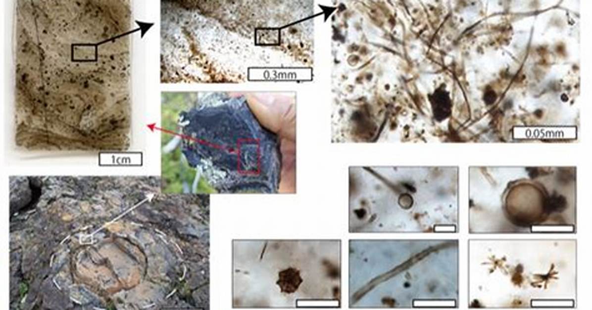 When Were Microfossils Found?