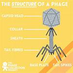 When Were Phages Discovered?