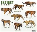 When Will Tigers Go Extinct?