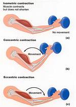 When Would a Muscle Contract Eccentrically?