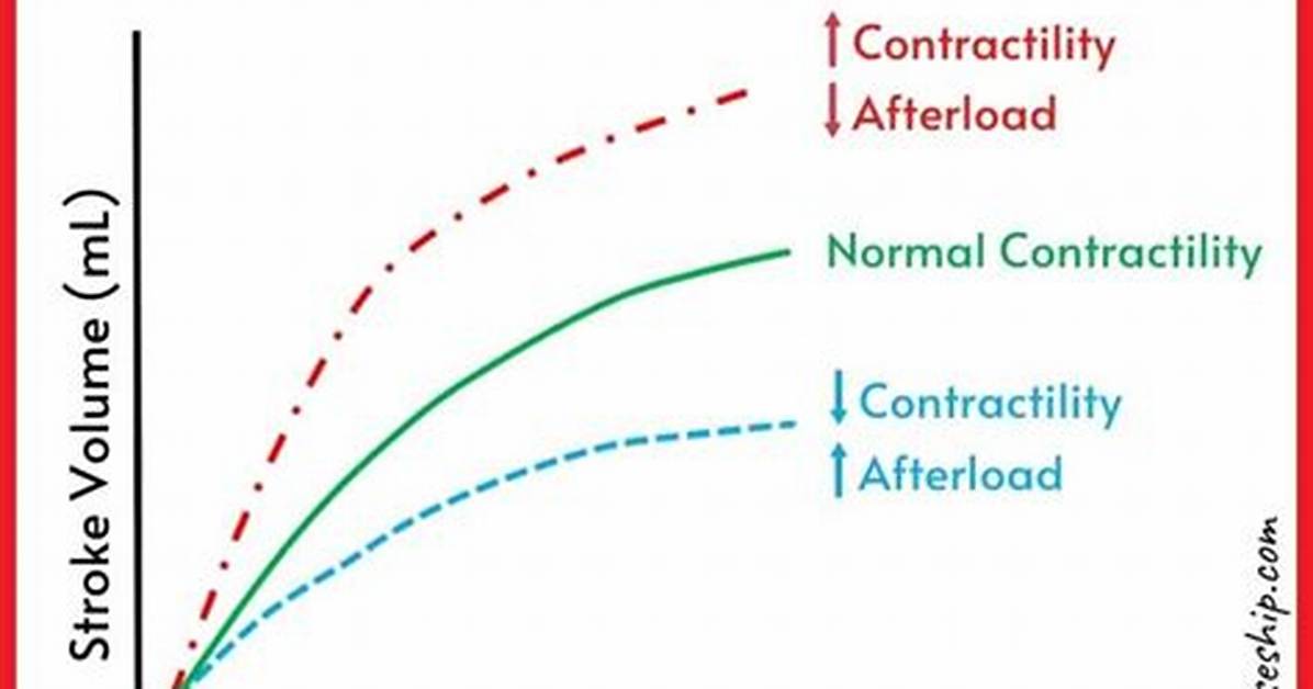 When You Increase Contractility?