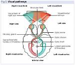 Where and What Visual Pathways?