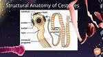 Where Are Cestodes Found?