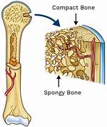 Where Are Compact Bones Found?