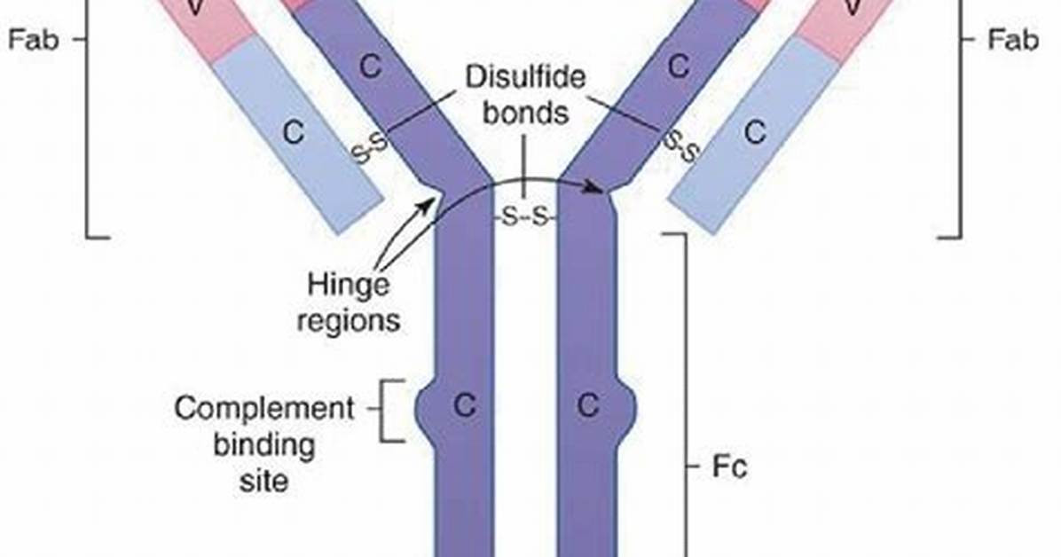 Where Are Complement Binding Sites Located?