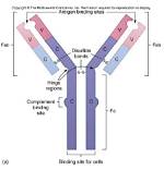 Where Are Complement Binding Sites Located?