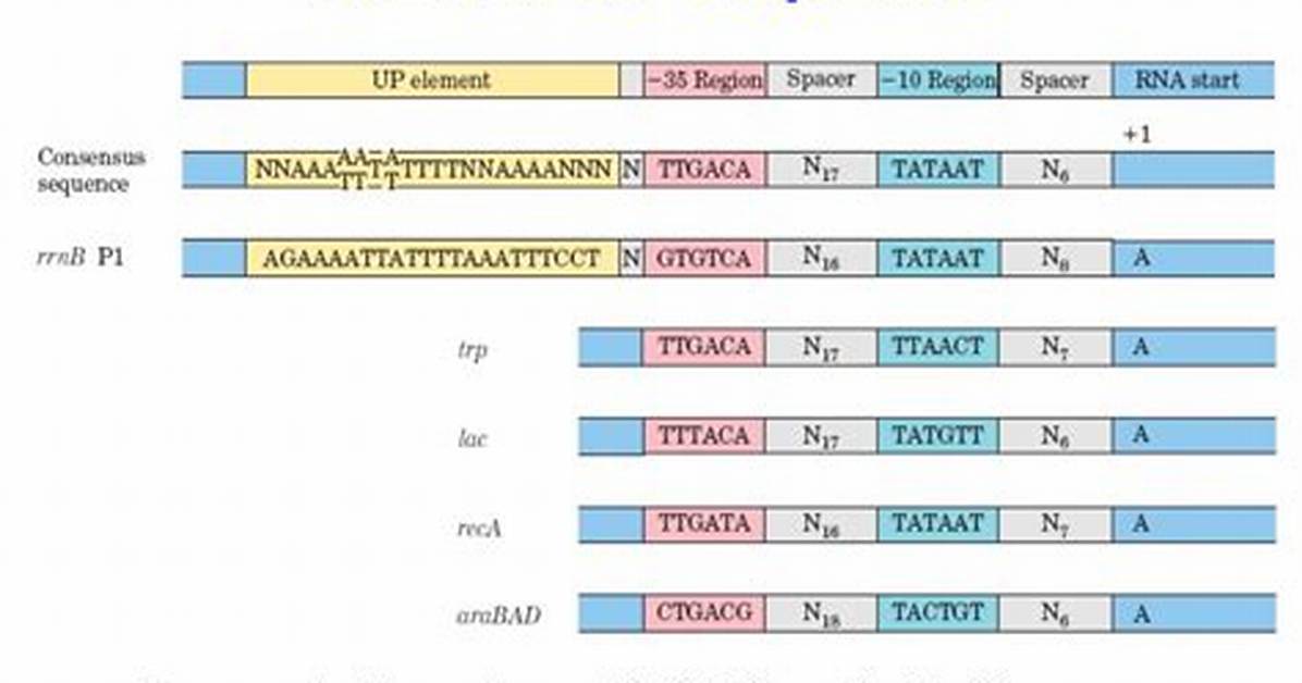 Where Are Consensus Sequences Found?