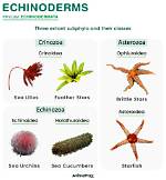 Where Are Echinoderms Found?