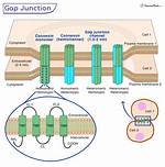 Where Are Gap Junctions Found?