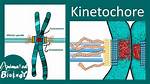 Where Are Kinetochores Located
