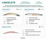 Where Are Lancelets Found?