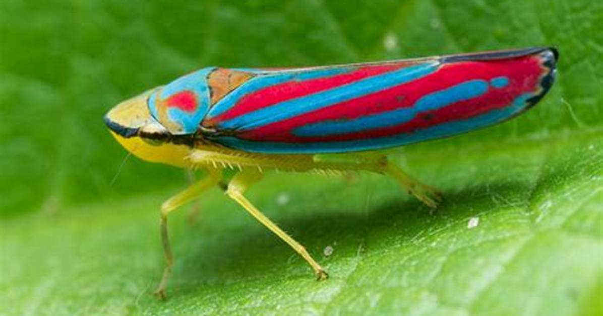 Where Are Leafhopper Found?