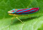 Where Are Leafhopper Found?