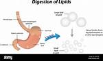 Where Are Lipids Digested