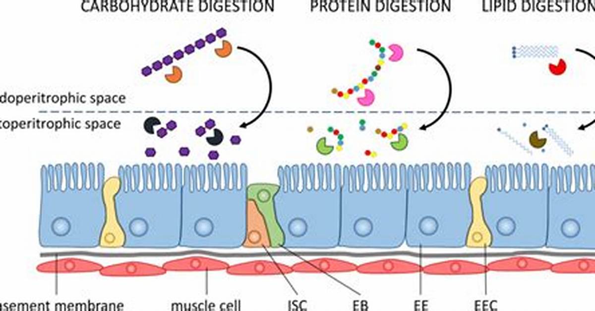 Where Are Macronutrients Digested?