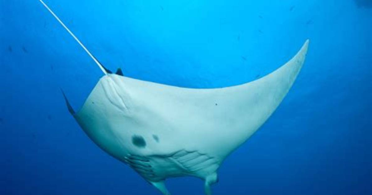 Where Are Mobula Rays Found?