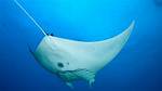 Where Are Mobula Rays Found?