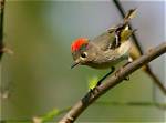 Where Are Ruby-Crowned Kinglets Located?