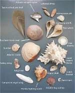Where Are Seashells Found?