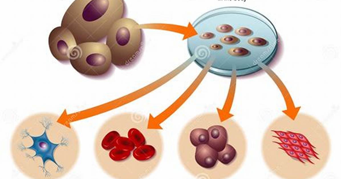 Where Are Stem Cells?