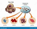 Where Are Stem Cells?