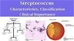 Where Are Streptococcus Found?