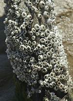 Where Barnacles Are Found?