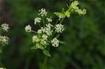 Where Can Apiaceae Be Found?