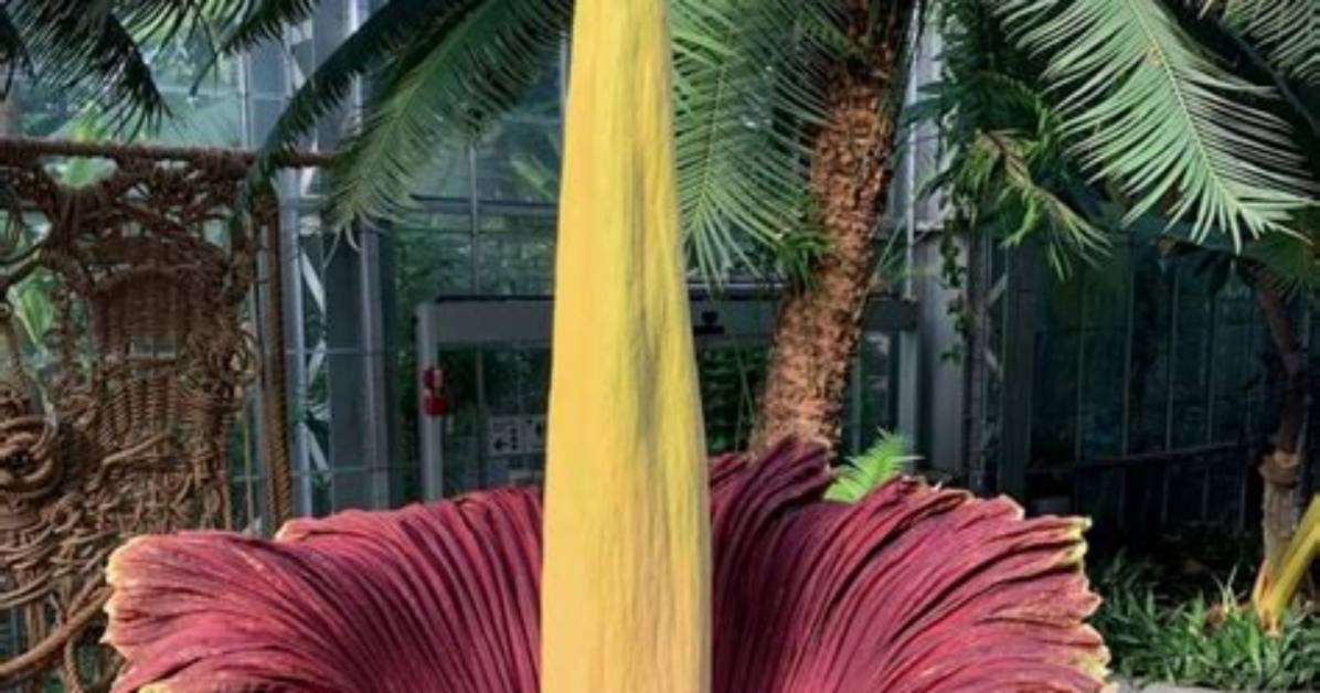 Where Corpse Flower Live?