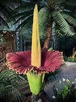 Where Corpse Flower Live?