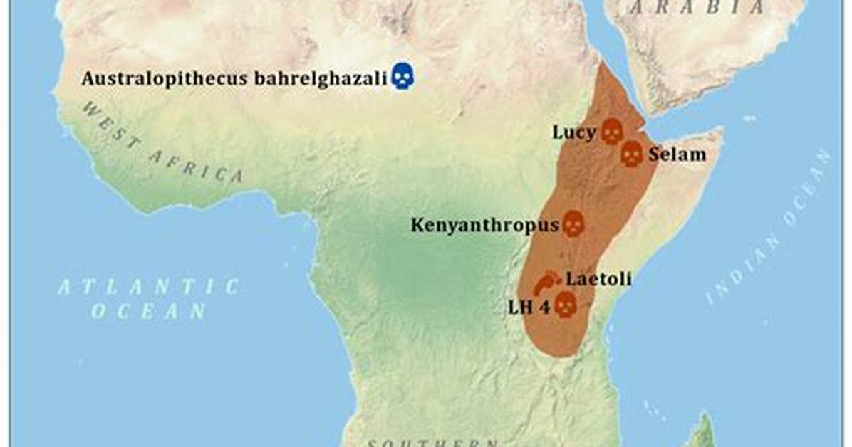 Where Did Australopithecus Live?