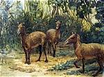 Where Did Eohippus Live?