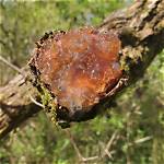 Where Did Translucent Come from?