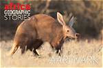Where Do Aardvarks Sleep?