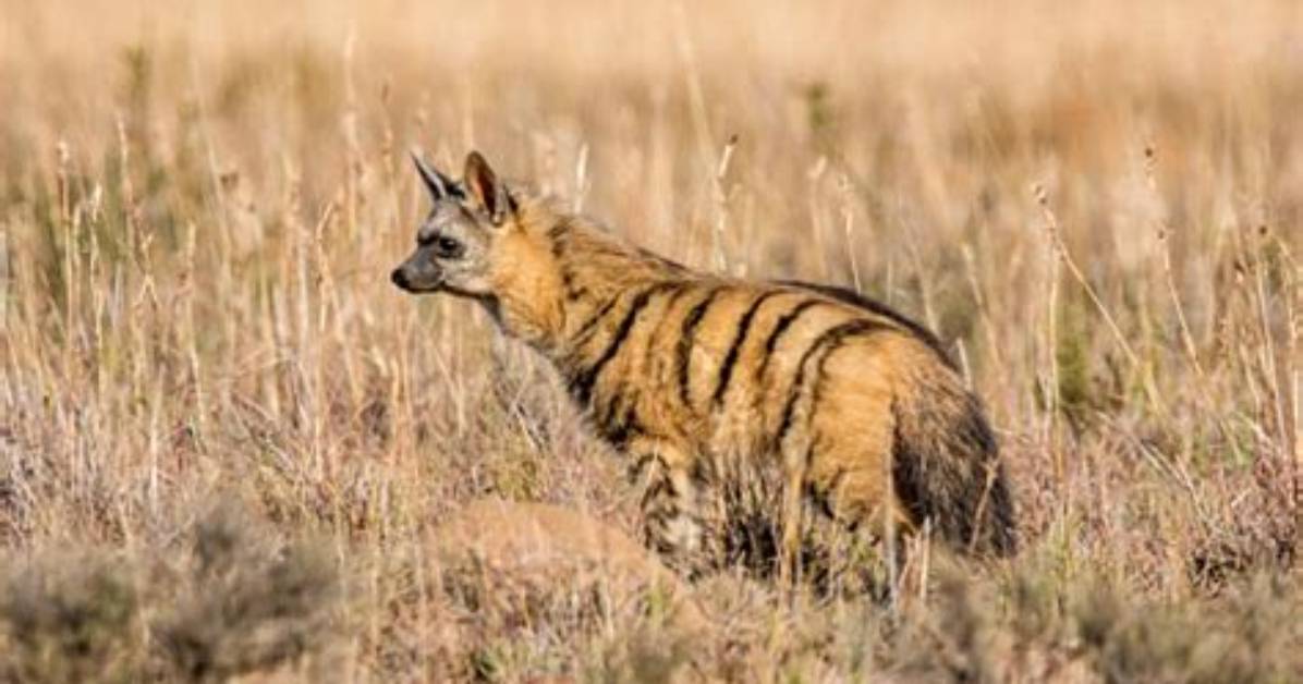 Where Do Aardwolves Live?