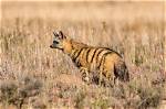 Where Do Aardwolves Live?