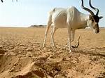Where Do Addax Live?
