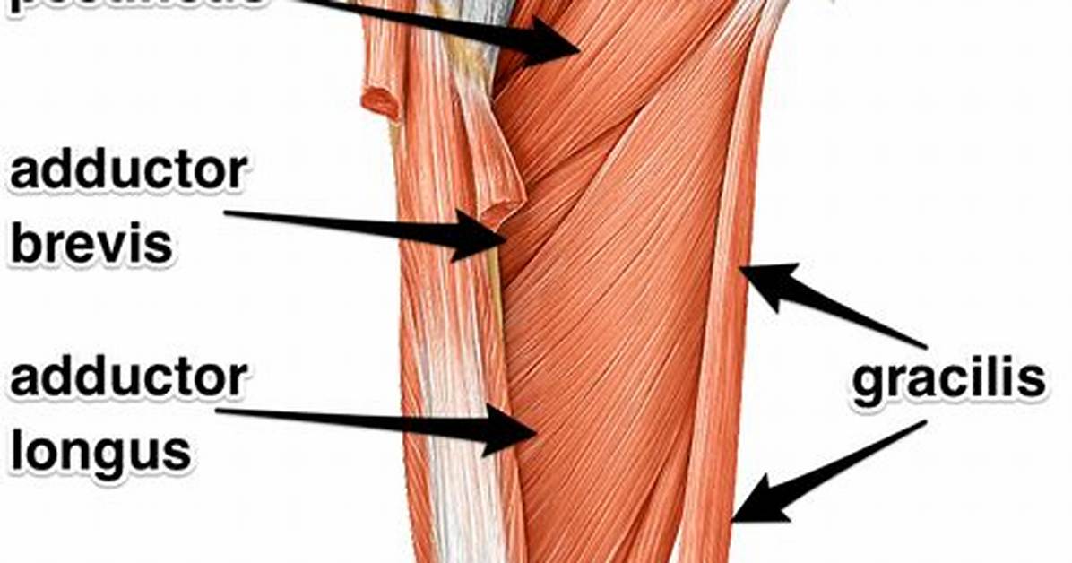 Where Do Adductors Attach?