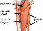 Where Do Adductors Attach?
