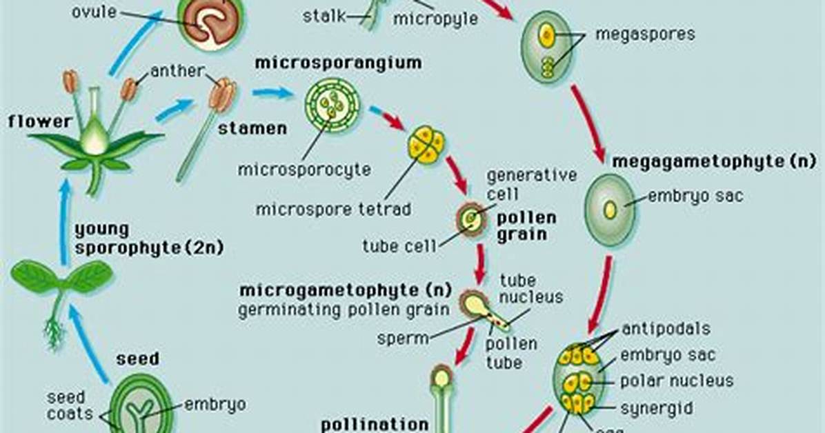 Where Do Angiosperms Grow?