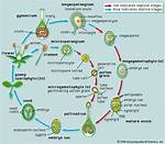 Where Do Angiosperms Grow?