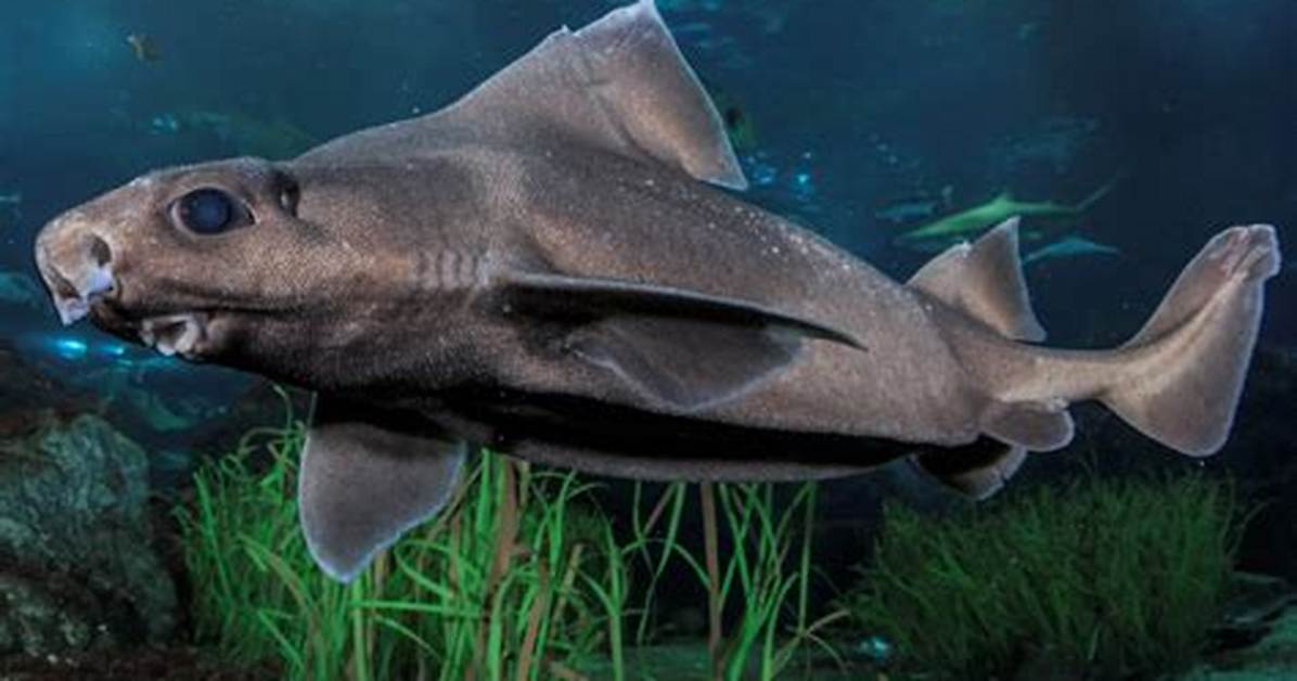 Where Do Angular Roughshark Live?