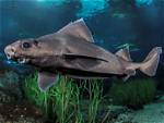 Where Do Angular Roughshark Live?