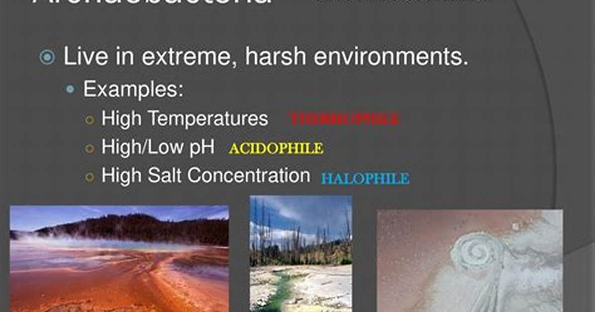 Where Do Archaebacteria Live?
