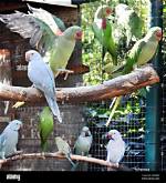 Where Do Aviaries Live?