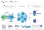 Where Do B Cells Maturation?