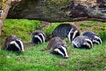 Where Do Badgers Live