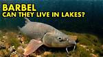 Where Do Barbel Live?