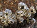 Where Do Barnacles Live?